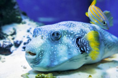 Fugu kirpi balığı kirpi balığı akvaryumda Arothron Hispidus su altı deniz altı yaşamı olarak bilinir.
