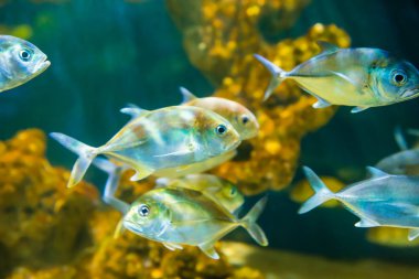 Tropikal at gözü krikosu (Caranx latus) akvaryumda balık avlar.
