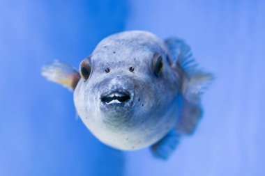 Fugu kirpi balığı kirpi balığı akvaryumda Arothron Hispidus su altı deniz altı yaşamı olarak bilinir.