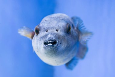 Fugu puffer blowfish fish Arothron Hispidus in aquarium as nature underwater sea life background clipart