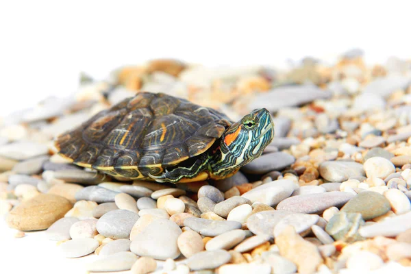 Żółw Morski Piasku Izolowanym Białym Tłem — Zdjęcie stockowe