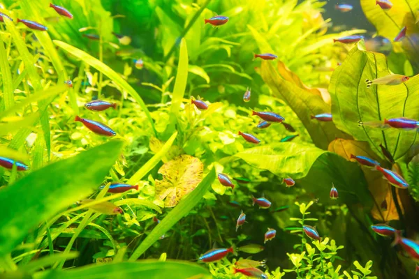 Tropiska Fiskar Med Gröna Undervattensväxter Som Natur Havsliv Bakgrund — Stockfoto