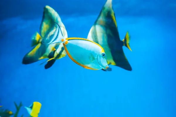 水族馆中的热带蓝鱼刺五棘龙 白鱼和天使鱼作为水底生物的自然背景 — 图库照片