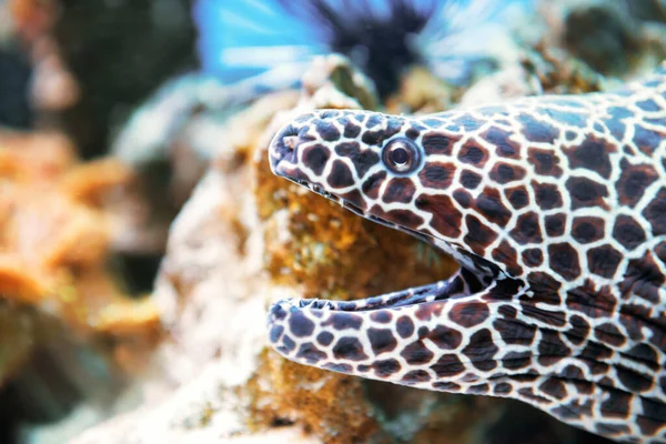 Peixe Moray Atado Recife Coral Como Natureza Subaquática Fundo Vida — Fotografia de Stock