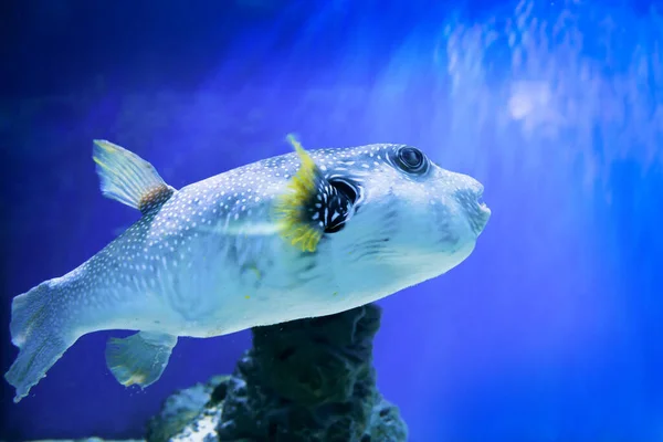 在水族馆里的伏古河豚 作为水底生物的自然背景 — 图库照片