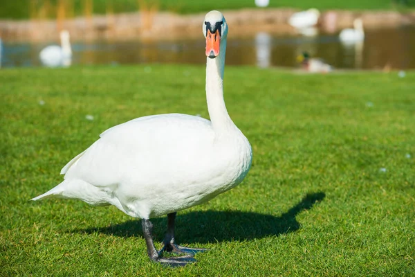 Белый Лебедь Ходит Зеленой Траве Возле Озера — стоковое фото