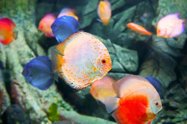Tropiska Färgglada Fiskar Symfysodon Akvarium Som Natur Undervattensliv Bakgrund — Stockfoto