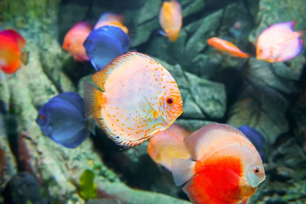 Peces Tropicales Colores Symphysodon Acuario Como Naturaleza Bajo Agua Fondo — Foto de Stock