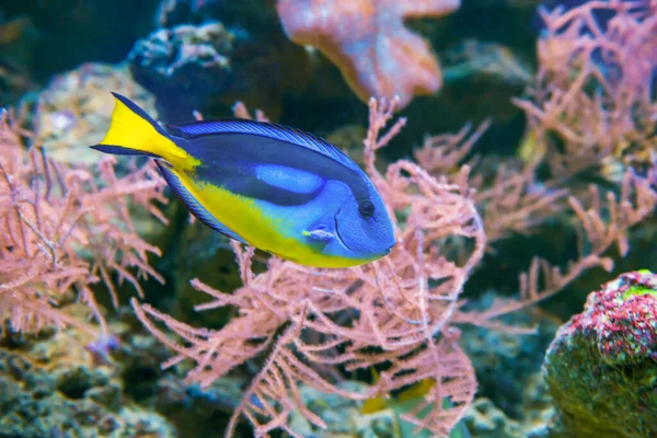 熱帯の青い魚 アカントゥルス ルコステロン水中生物としての水族館の外洋魚背景 — ストック写真