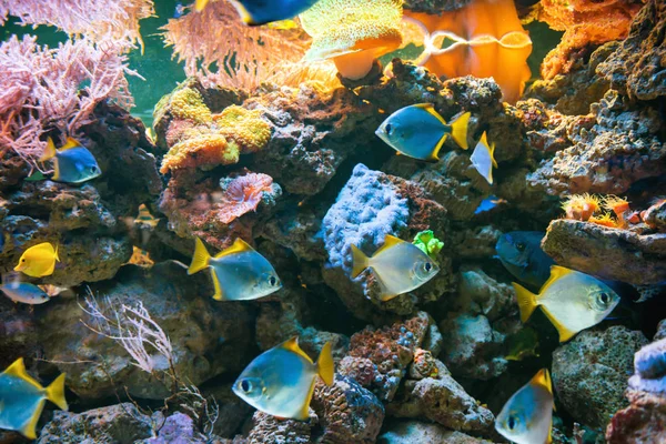 Peces Azules Tropicales Acanthurus Leucosternon Surgeonfish Acuario Como Fondo Natural —  Fotos de Stock