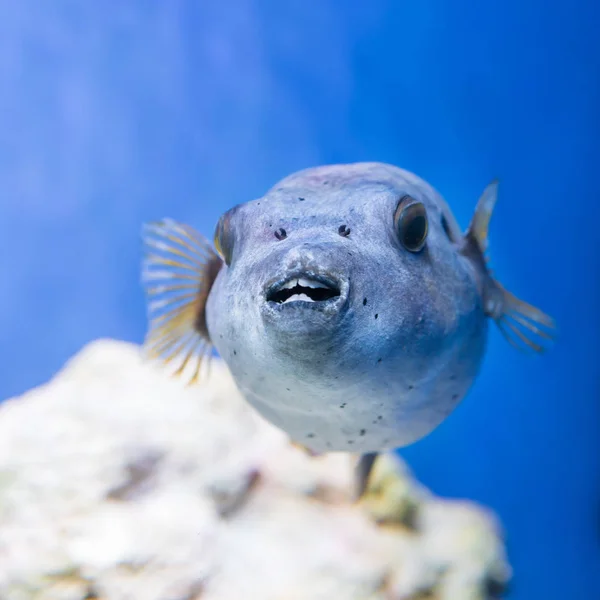 Fugu Puffer Blowfish Fish Arothron Hispidus Dans Aquarium Que Nature — Photo