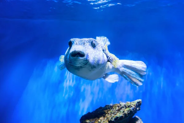 Fugu Puffer Blowfish Fish Arothron Hispidus Dans Aquarium Que Nature — Photo