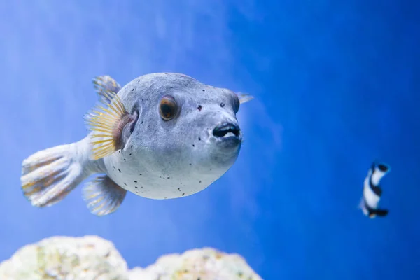 フグフグ 水中生物としての水族館の中のアロンヒスピダス背景 — ストック写真