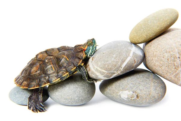 Turtle Climbing Steps Concept Isolated White Background — Stock Photo, Image