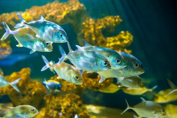 Рыбы Аквариуме Тропический Конный Глаз Caranx Latus Природный Подводный Фон — стоковое фото