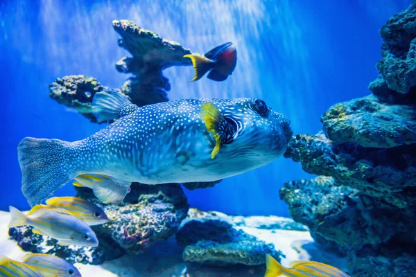 Fugu Blåsfisk Arothron Hispidus Akvarium Som Natur Vattnet Liv Bakgrund — Stockfoto