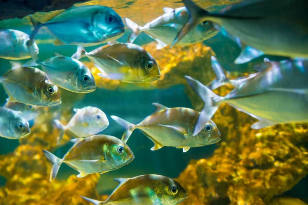 Tropikalny Lewarek Caranx Latus Ryby Akwarium Jako Natura Podwodne Życie — Zdjęcie stockowe