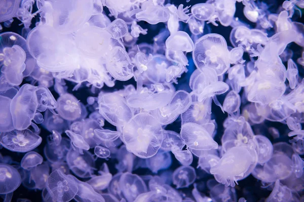 天然の海の生き物として青い海に多くのクラゲのアウレリア アウリータ — ストック写真