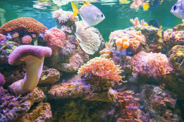 Peixes Coloridos Tropicais Aquário Como Natureza Subaquática Vida Marinha Fundo — Fotografia de Stock