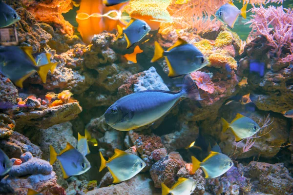 Peixes Azuis Tropicais Acanthurus Leucosternon Cirurgionfish Aquário Como Natureza Subaquática — Fotografia de Stock