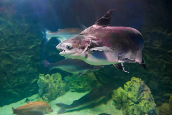 Pangasius Tropical Pez Tiburón Bagre Mar Submarino Como Fondo Vida —  Fotos de Stock