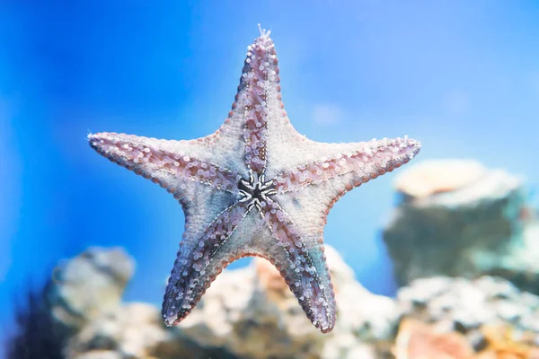 蓝水中的海星作为自然界的水下海洋生物背景 — 图库照片