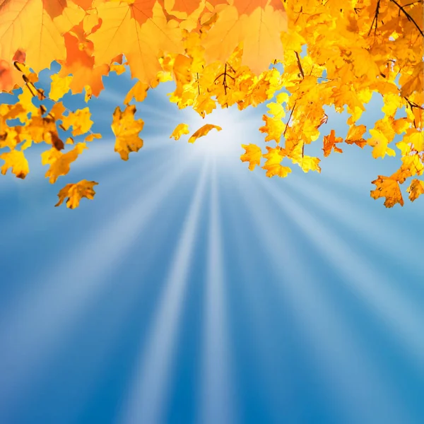 Autumn Fall Leaves Maple Leaves Wit Sun Rays Blue Sky — Stock Photo, Image