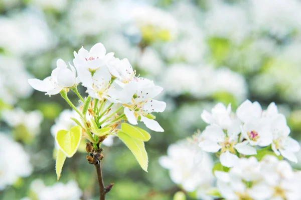 Poirier Fleuri Fleurs Blanches Fond Vert — Photo