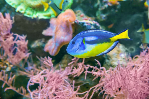 熱帯の青い魚 アカントゥルス ルコステロン水中生物としての水族館の外洋魚背景 — ストック写真