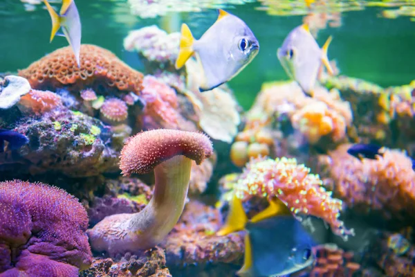 Peixes Coloridos Tropicais Aquário Como Natureza Subaquática Vida Marinha Fundo — Fotografia de Stock