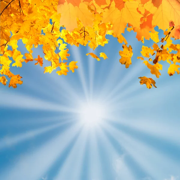 Autumn Fall Leaves Maple Leaves Wit Sun Rays Blue Sky — Stock Photo, Image