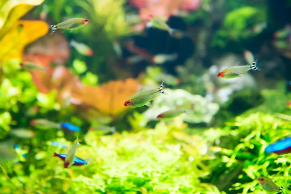 Tropical Fishes Green Underwater Plants Nature Sea Life Background — Stock Photo, Image