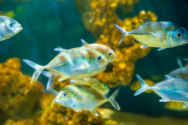 Tropikalny Lewarek Caranx Latus Ryby Akwarium Jako Natura Podwodne Życie — Zdjęcie stockowe