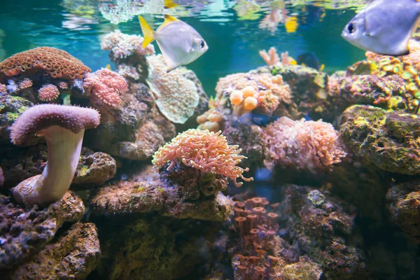 Tropické Barevné Ryby Akváriu Jako Příroda Podmořský Život Pozadí — Stock fotografie
