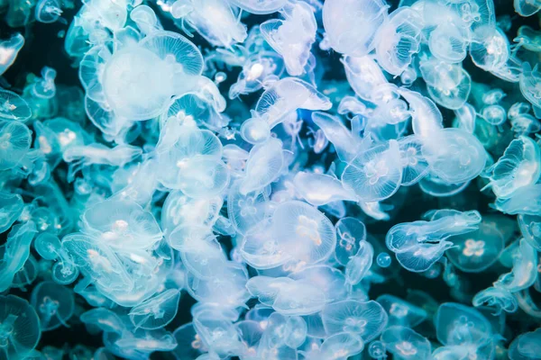 Many Jellyfishes Aurelia Aurita Blue Water Nature Sea Life Background — 스톡 사진