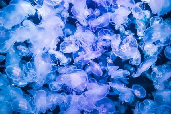 Muitas Medusas Aurelia Aurita Água Azul Como Fundo Vida Marinha — Fotografia de Stock