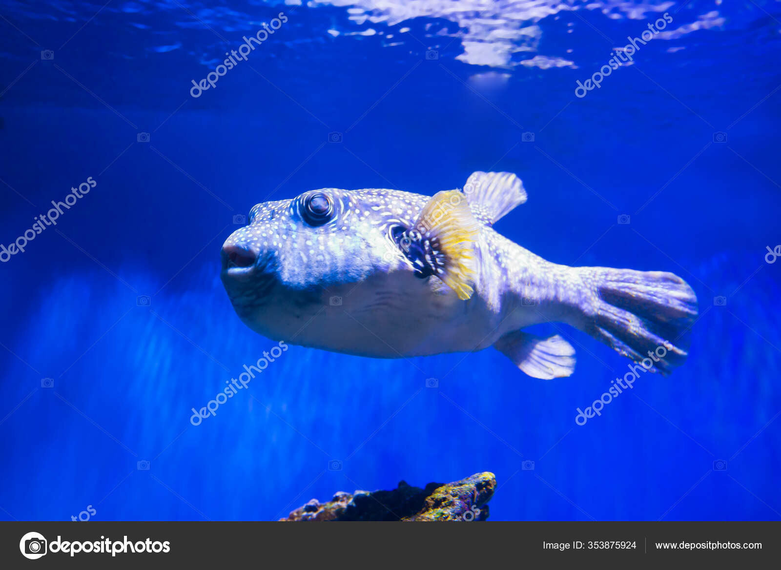 Fugu Puffer Blowfish Fish Arothron Hispidus Aquarium Nature