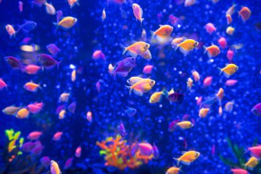 Tropical fishes in aquarium as nature underwater sea life background clipart