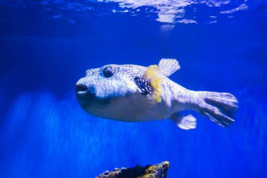 Fugu puffer blowfish fish Arothron Hispidus in aquarium as nature underwater sea life background clipart