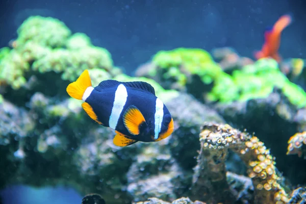 Peixes Tropicais Perto Recifes Corais Como Natureza Subaquática Vida Marinha — Fotografia de Stock