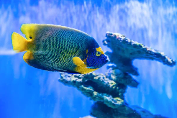 Peixes Disco Tropical Symphysodon Perto Recife Coral Como Natureza Fundo — Fotografia de Stock