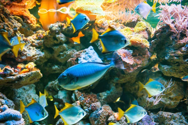 Peces Azules Tropicales Acanthurus Leucosternon Surgeonfish Acuario Como Fondo Natural — Foto de Stock