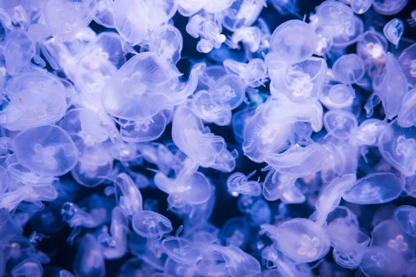 Багато Медуз Аурелія Блакитній Воді Природа Морського Життя Фону — стокове фото
