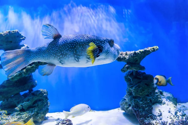 Fugu Puffer Blowfish Fish Arothron Hispidus Dans Aquarium Que Nature — Photo