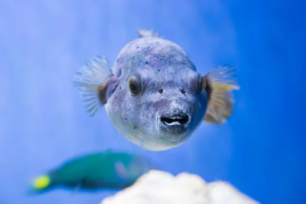 Fugu Puffer Blowfish Fish Arothron Hispidus Dans Aquarium Que Nature — Photo