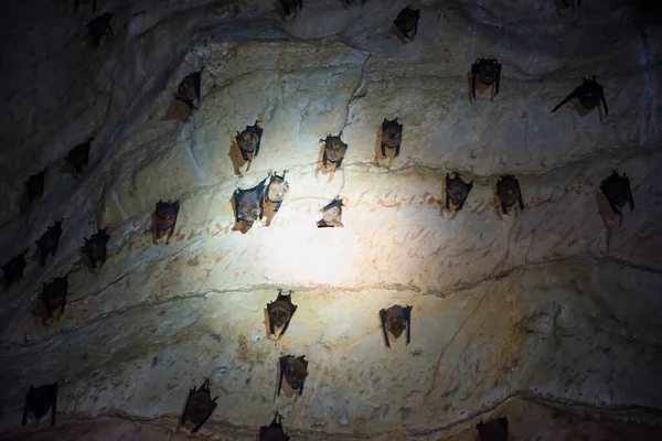 Primo Piano Vista Pipistrelli Marrone Scuro Colonia Appesa Sul Soffitto — Foto Stock