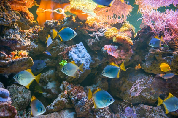 Tropiska Blå Fiskar Akvarium Som Natur Undervattens Havsliv Bakgrund — Stockfoto