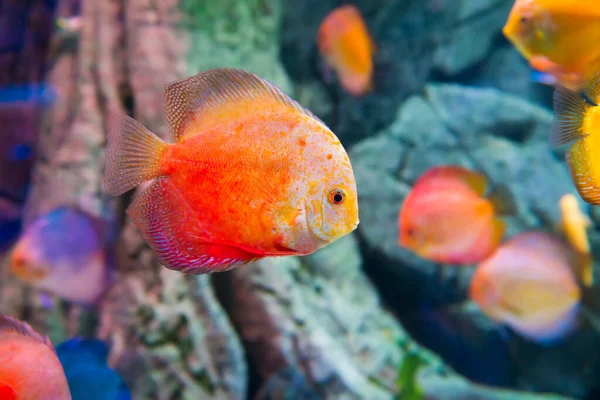 Pesci Tropicali Colorati Symphysodon Acquario Come Sfondo Naturale Subacqueo Vita — Foto Stock