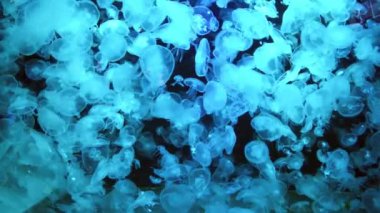 Birçok denizanası Aurelia Aurita 'yı mavi suda doğal deniz yaşamı olarak görüyor. Tam HD görüntü klibi