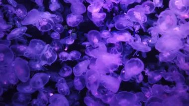 Birçok denizanası Aurelia Aurita 'yı doğal deniz yaşamı olarak suda bırakır. 4K görüntü klibi